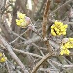 Cornus mas Corteccia