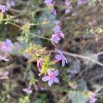 Plumbago europaea Blodyn