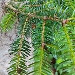 Abies cephalonica List