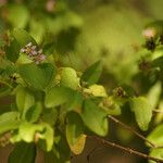 Lantana involucrata Žiedas