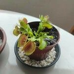 Dionaea muscipula Folha