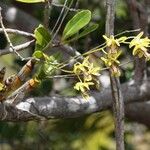 Dendrobium closterium Цвят