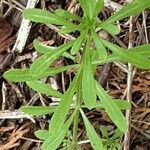 Galium verrucosum पत्ता