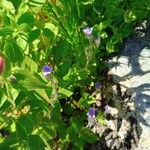 Veronica wormskjoldii Flower