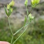 Bupleurum baldense Leaf