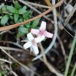 Plocama calabrica Flower