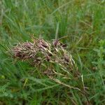 Poa bulbosaFlower