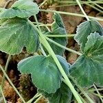 Pelargonium echinatum ഇല