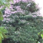 Tabebuia heterophylla Flower