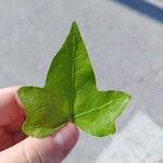 Hedera hibernicaList