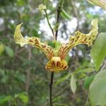 Monodora carolinae Flower