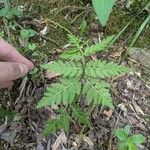 Botrychium virginianum 葉