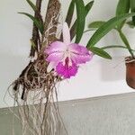 Cattleya amethystoglossa Цвят