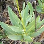 Bupleurum gibraltaricum برگ