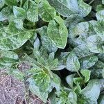 Beta vulgaris List