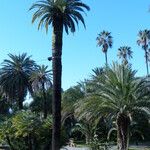 Phoenix canariensis Hábito