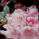 Rhododendron insigne Flower