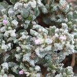 Frankenia pulverulenta Hoja