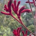 Anigozanthos manglesii പുഷ്പം