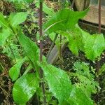 Sonchus oleraceusList