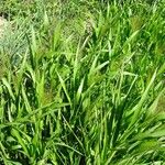 Panicum miliaceum Hoja