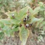 Hypericum hircinum Frutto