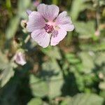 Althaea officinalisKvet