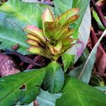 Aphelandra scabra Celota