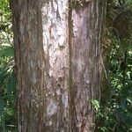 Fitzroya cupressoides Kabuk