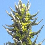 Puya chilensis ᱮᱴᱟᱜ