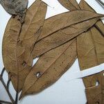 Licaria chrysophylla 其他