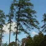 Pinus taeda পাতা