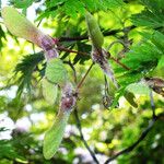 Acer japonicum Owoc