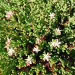Sedum moranense Habit