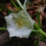 Physalis alkekengi Flower