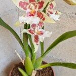 Oncidium crocidipterum Flor