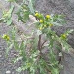 Senecio vulgaris Habit