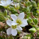 Arenaria biflora Blomst