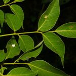 Ateleia herbert-smithii Hoja