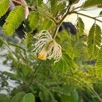 Desmanthus pernambucanus Flower