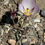 Calochortus flexuosus Blodyn