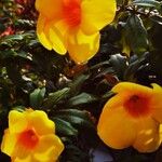 Allamanda cathartica 花