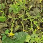 Lactuca muralis Flower