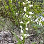 Cephalanthera longifoliaÕis