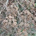 Spiraea trilobata Fruto