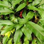 Heliconia stricta Leaf