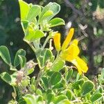 Medicago arboreaFlower