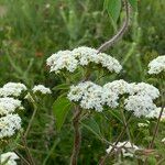 Stevia ovata Flor