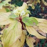 Cornus sanguinea Leaf