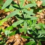 Galium aristatum Листок